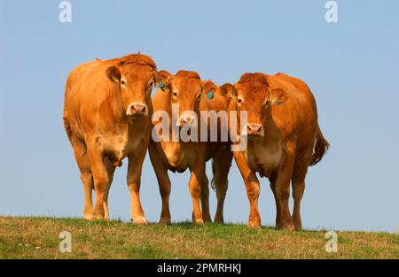 Bovini domestici, giovenche di razza Limousin, in piedi in pascolo, Penrith, Cumbria, Inghilterra, Regno Unito Foto Stock