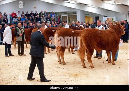 Bestiame domestico, Limousin britannico, con giudice che ispeziona, mostrando a pedigree vendita, Borderway Mart, Cumbria, Inghilterra, Regno Unito Foto Stock