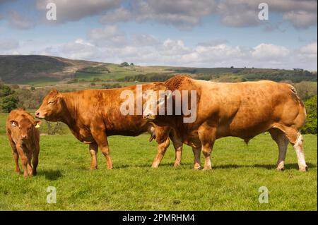 Bovini domestici, Limousin, 'Haltcliffe Vermount' toro pedigree, prezzo record mondiale toro di manzo, con mucca e vitello, in piedi in pascolo su fattoria collina Foto Stock