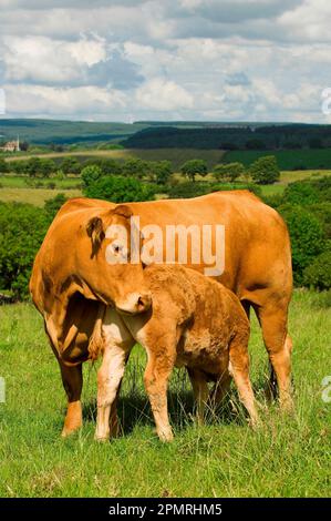 Bovini domestici, vacca Limousin, con polpaccio, in piedi in pascolo, Lancashire, Inghilterra, Regno Unito Foto Stock