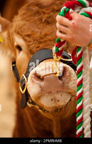 Bestiame domestico, Limousin britannico, primo piano di testa, guidato da halter e naso anello, mostrando a pedigree sale, Borderway Mart, Cumbria, Inghilterra, United Foto Stock