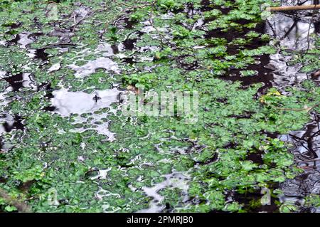 Il nasturzio officinale cresce in natura ai margini del bacino idrico Foto Stock