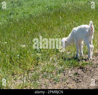 Piccolo capretto bianco sulla strada Foto Stock