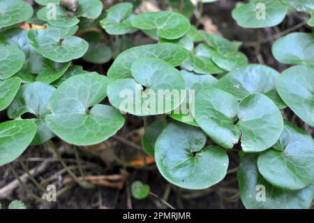 Asarum europaeum cresce nella foresta in natura Foto Stock