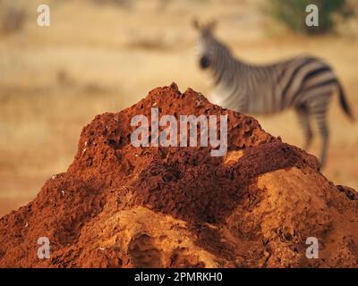 Singola zebra di pianure sfocate (Equus quagga) che si erge dietro la tessitura dettagliata del tumulo di termite di terra rossa nella provincia di Galana, Kenya, Africa Foto Stock