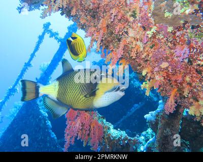 Pesce trigiolo verde (Balistoides viridens) Numidia Wreck, Corallo, Isole Brother, Mar Rosso, Egitto Foto Stock