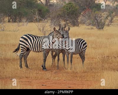 3 Smart pianure adulti Zebra (Equus quagga) con le teste insieme fissare la macchina fotografica in prateria asciutta dorata della provincia di Galana, Kenya, Africa Foto Stock