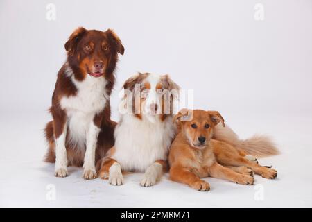 Pastori australiani, maschi, rossi-tri e rossi-merle, e volpe di Harzer, cucciolo, 3 mesi Foto Stock