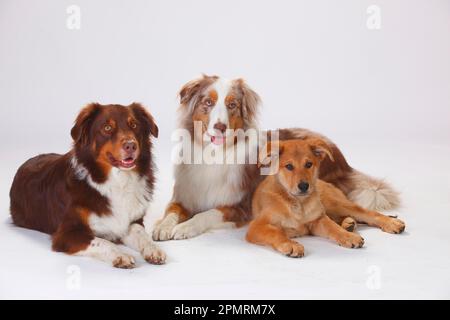 Pastori australiani, maschi, rossi-tri e rossi-merle, e volpe di Harzer, cucciolo, 3 mesi Foto Stock