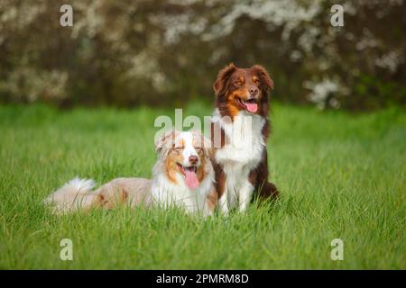 Pastori australiani, rossi-tri e rossi-merle Foto Stock