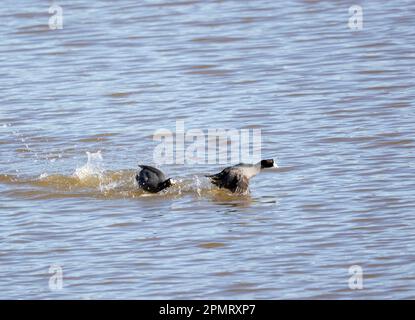 American Coots Fighting Foto Stock