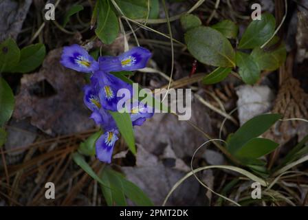 Lago di Nana (Iris Iris lacustris) Foto Stock