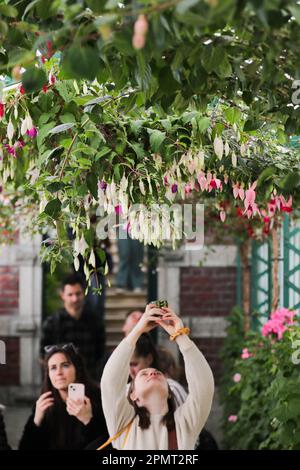 Bruxelles, Belgio. 14th Apr, 2023. La gente visita le Royal Greenhouses di Laeken a Bruxelles, Belgio, il 14 aprile 2023. Le Royal Greenhouses del Belgio a Laeken di Bruxelles sono aperte al pubblico dal 14 aprile al 7 maggio di quest'anno. Credit: Zheng Huansong/Xinhua/Alamy Live News Foto Stock