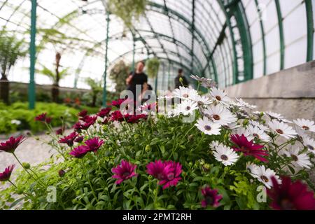 Bruxelles, Belgio. 14th Apr, 2023. La gente visita le Royal Greenhouses di Laeken a Bruxelles, Belgio, il 14 aprile 2023. Le Royal Greenhouses del Belgio a Laeken di Bruxelles sono aperte al pubblico dal 14 aprile al 7 maggio di quest'anno. Credit: Zheng Huansong/Xinhua/Alamy Live News Foto Stock