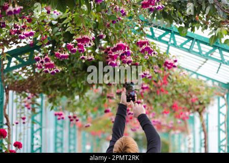 Bruxelles, Belgio. 14th Apr, 2023. Un visitatore registra i fiori su video nelle Royal Greenhouses di Laeken a Bruxelles, Belgio, il 14 aprile 2023. Le Royal Greenhouses del Belgio a Laeken di Bruxelles sono aperte al pubblico dal 14 aprile al 7 maggio di quest'anno. Credit: Zheng Huansong/Xinhua/Alamy Live News Foto Stock