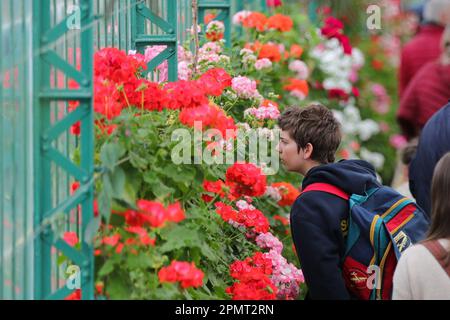 Bruxelles, Belgio. 14th Apr, 2023. Un visitatore guarda i fiori nelle Royal Greenhouses di Laeken a Bruxelles, Belgio, il 14 aprile 2023. Le Royal Greenhouses del Belgio a Laeken di Bruxelles sono aperte al pubblico dal 14 aprile al 7 maggio di quest'anno. Credit: Zheng Huansong/Xinhua/Alamy Live News Foto Stock