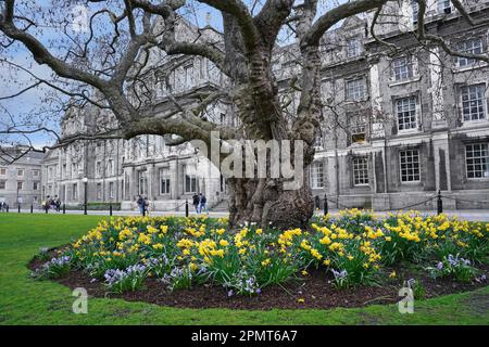 Trinity College, Dublino, antico albero di fronte all'edificio, circondato da fiori primaverili Foto Stock