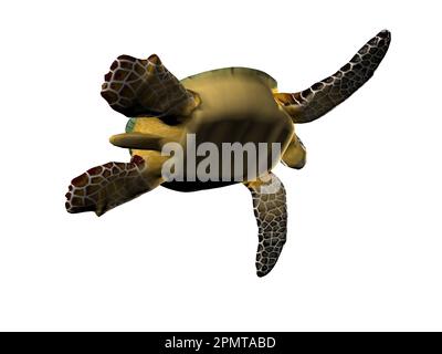 3D illustrazione di una grande tartaruga marina isolata Foto Stock