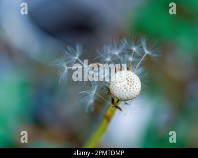 Dandelion è andato a semina, solo pochi soffici pappus bianco con semi secchi rimangono attaccati, il resto soffiato via dal vento, sfondo multicolore Foto Stock