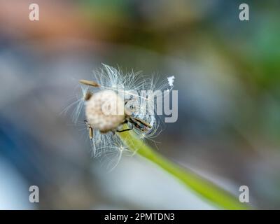 Dandelion è andato a semina, solo pochi soffici pappus bianco con semi secchi rimangono attaccati, il resto soffia via nel vento, sfondo multicolore Foto Stock
