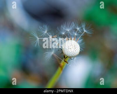 Dandelion è andato a semina, solo pochi soffici pappus bianco con semi secchi rimangono attaccati, il resto soffiato via dal vento, sfondo multicolore Foto Stock