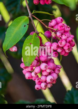 Bacche di Lilly Pilly, frutti di bacca rosa caramellata e foglie verdi sull'albero, giardino costiero australiano Foto Stock
