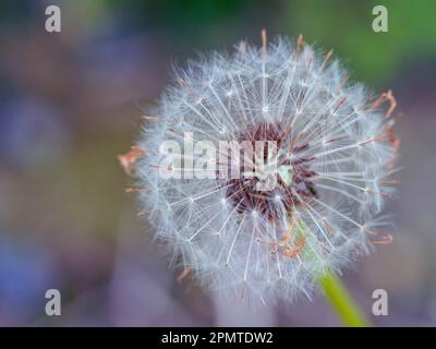 Dente di leone andato al seme, pappo bianco lanuginoso con i semi attaccati, fondo piuttosto multicolore Foto Stock