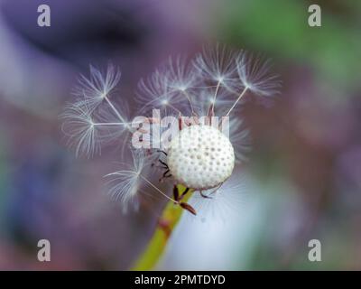 Dandelion andato a semina, solo pochi pappus bianco soffice con semi secchi rimangono attaccati, il resto spazzato via dal vento, sfondo multicolore Foto Stock