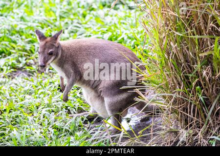 La foto del wallaby crepuscolo (Thylogale brunii). Una specie di marsupiale della famiglia Macropodidae. Si trova nelle isole Aru e Kai e nella Trans-Fly Foto Stock