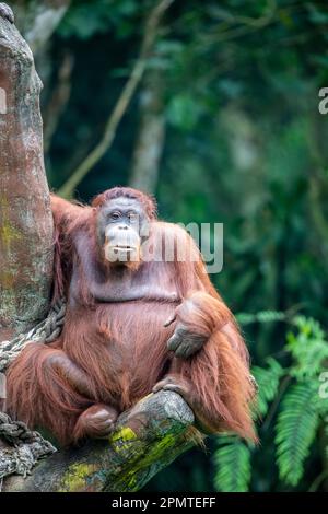 Un orangutan borneano femminile grasso rimane solo. Specie in pericolo critico, con deforestazione, piantagioni di olio di palma e caccia Foto Stock