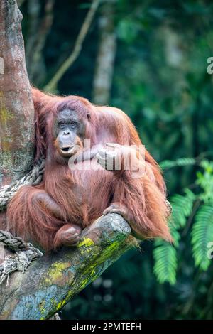 Un orangutan borneano femminile grasso rimane solo. Specie in pericolo critico, con deforestazione, piantagioni di olio di palma e caccia Foto Stock