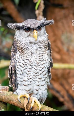 Il ghepardo (Bubo sumatranus) è un ghepardo della famiglia Strigidae. E' un gufo piuttosto grande ma relativamente piccolo. Foto Stock