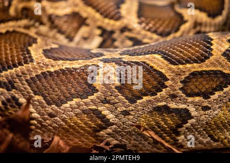 Il pitone birmano (Python bivittatus) è una delle più grandi specie di serpenti. È nativo di una vasta area del sud-est asiatico Foto Stock