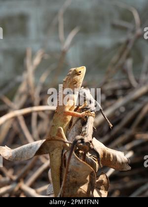 Giardino orientale maschile o giardino orientale o lucertola modificabile su un ramo con sfondo marrone naturale., Lizard in Thailandia Foto Stock