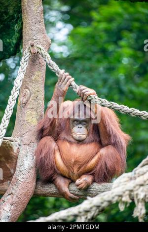 Un orangutan borneano femminile grasso rimane solo. Specie in pericolo critico, con deforestazione, piantagioni di olio di palma e caccia Foto Stock