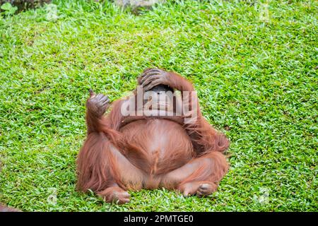 Un orangutan borneano femminile grasso rimane solo. Specie in pericolo critico, con deforestazione, piantagioni di olio di palma e caccia Foto Stock