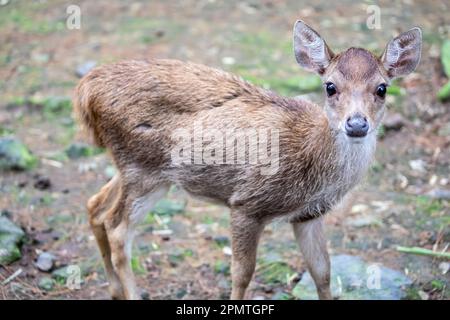 Il giovane Javan rusa (Rusa timorensis), è un cervo nativo dell'Indonesia e di Timor orientale. Le popolazioni introdotte esistono in un'ampia varietà di luoghi Foto Stock