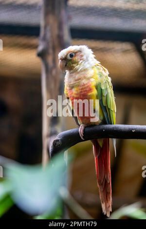 La guancia verde di ananas conure ( Pyrhura molinae ) è una delle mutazioni di colore meno comuni di conure. Mentre hanno personalità amichevoli, Foto Stock