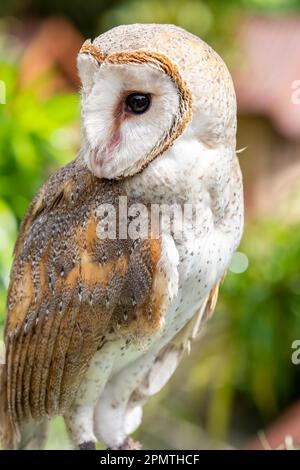 Il gufo di granaio (Tyto alba) è la specie di gufo più diffusa e una delle più diffuse di tutti gli uccelli. Si trova quasi ovunque Foto Stock