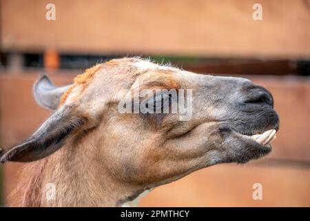 Il lama (lama glama) è una camelide sudamericana addomesticata, ampiamente utilizzata come animale da carne e da imballaggio dalle culture andine fin dall'era precolombiana. Foto Stock
