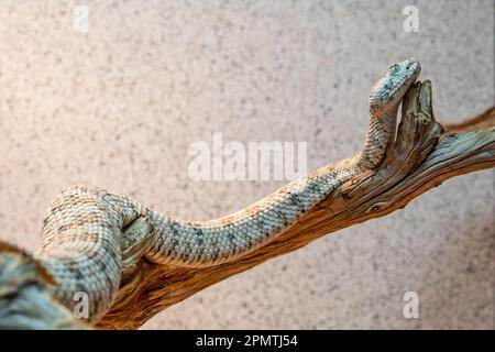 Il culo di culo (Crotalus mitchellii) è un uccello della famiglia dei Cuculidae. La specie è endemica del sud-ovest degli Stati Uniti Foto Stock