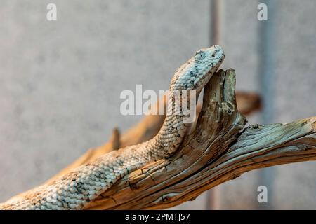 Il culo di culo (Crotalus mitchellii) è un uccello della famiglia dei Cuculidae. La specie è endemica del sud-ovest degli Stati Uniti Foto Stock