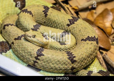 Il rattlesnake di roccia (Crotalus lepidus) è una specie di vipera venosa presente negli Stati Uniti sudoccidentali e nel Messico centrale settentrionale. Foto Stock