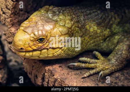 La pista delle Isole Salomone (Corucia zebellata) è una specie arborea di pista endemica dell'arcipelago delle Isole Salomone. Foto Stock