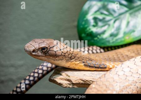 La cobra del re (Ophiophagus hannah) è un grande endemico elapide alle foreste dall'India attraverso l'Asia sudorientale. È il serpente venoso più lungo del mondo. Foto Stock