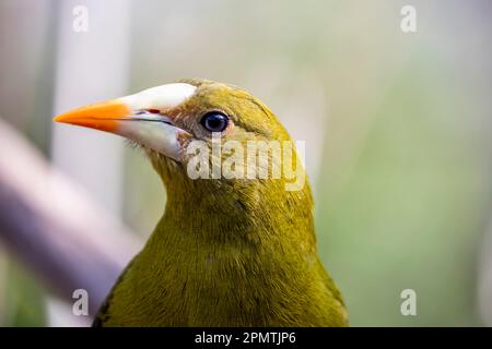L'oropendola verde (Psarocolius viridis) è un uccello della famiglia degli Icteridae. Si trova in habitat boschivi nel bacino amazzonico e Guiana Foto Stock