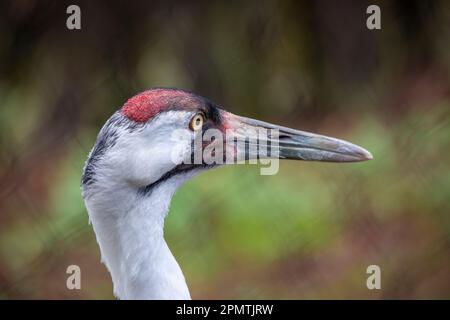 La gru a volo (Grus americana) è l'uccello nordamericano più alto, chiamato per il suo suono a volo d'uccello. Si tratta di una specie di gru in pericolo. Foto Stock