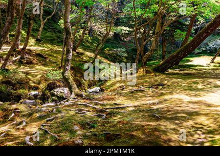 Il 2023 aprile, Kyoto Giappone, il quartiere dei templi di Ginkaku-Ji e i suoi giardini in un giorno di sole primaverile, include un giardino di sabbia asciutta e terreni coperti di muschio, Giappone Foto Stock