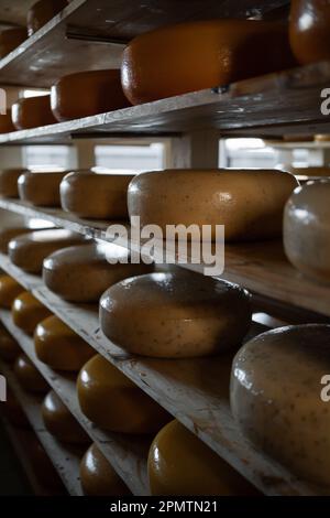 stoccaggio con ripiani pieni di ruote di formaggio durante il processo di invecchiamento. Assortimento di teste di formaggio Foto Stock