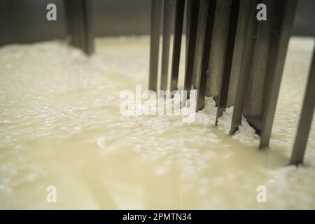 Processo di produzione di diverse varietà di formaggio nell'industria, taglio della cagliata e siero di latte in vasca a caseificio, macro. Formaggio che fa come un Foto Stock